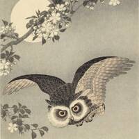 Japanese Art Print "Cherry Blossoms and Owl" by Ohara Koson, woodblock, gicl&eacute;e, pri