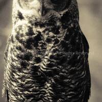 Owl Decor, Owl Art, Owl Print, Owl Gifts, Animal Decor,  Owl Wall Art, Owl Wall Decor, Nature Photog