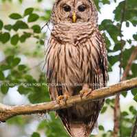 Barred Owl, Owl, Bird, Birds, Birds of Prey, Raptors, Fine Art Prints, Nature Photography, Wildlife 