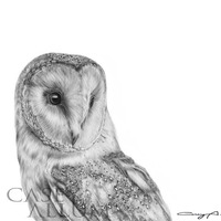 Barn Owl Giclee Print: Limited Edition Art by Casey Allum