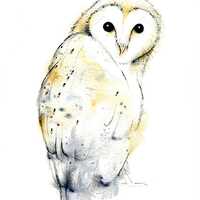 Barn Owl print, limited edition print, owl print,