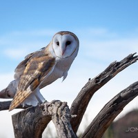 Barn Owl Photograph