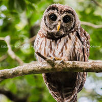 Barred Owl, Owl, Bird, Birds, Birds of Prey, Raptors, Fine Art Prints, Nature Photography, Wildlife 