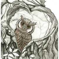Baby Owl