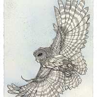 Barred Owl