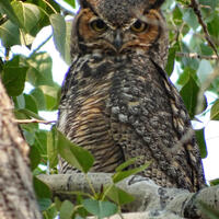 Zen, Great Horned Owl, Raptor, Wildlife Photography, Bird, Tree, Leaves, Summer, Colorado - Fine Art