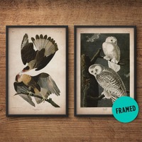 Audubon birds, Framed print set, Eagle print, Owl print, Audubon print, Birds of America, John James