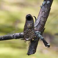 Tree of Life Owl Ring: Antique Bronze Witchy Ring with Black Onyx