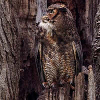 Original Great Horned Owl Photograph By S Nummer