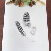 Screech, Great-horned, and Barn Owl Feathers Pencil Drawing (Limited Edition Print)