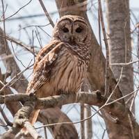 Barred Owl Photograph, Owl Art Print, Michigan Nature