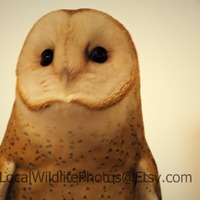 Barn Owl-Digital Download