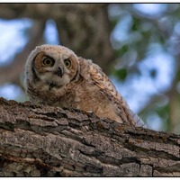 Great Horned Owl Photography Print, Owl Prints, Wildlife Photography, Owl Art, Owl Decor, Horn Owl P