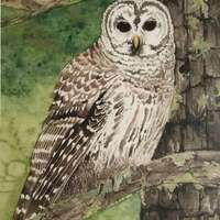 Barred Owl Watercolor Card, Birdwatcher Gift