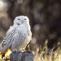 Snowy Owl in Early Morning Backlight - Salisbury Beach State Reservation, Massachusetts - Bird Photo