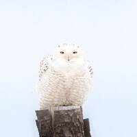 Snowy Owl With a Sharp Stare - Duxbury Beach, Massachusetts - Bird Photo Print - Free Shipping