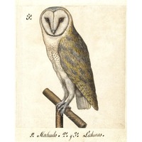 Antique owl art print, Barn owl painting, Barn owl print, Owl wall art, Raptor, Bird of prey, Antiqu