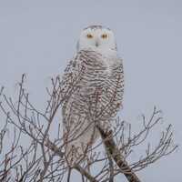 Snowy Owl Wall Art, Snowy Owl Square Print, Whilte Metal Print, Gift for Birder, Nature Wall Decor, 