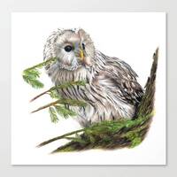 Owl in Pine - Colored Pencil Drawing - Art Print
