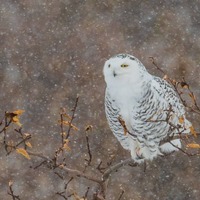 White Bird Print, Owl Photo, Snowy Owl, Bird Art, "Snowy Owl with Blowing Snow"