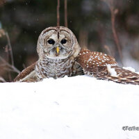 Barred Owl Photo | Owl in Snow | Avian Wildlife | Nature Wall Art | Home Office Decor | Hotel Motel