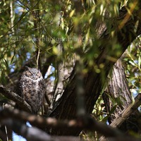 owl great horned owl sleeping light woodland nature wildlife photography resting bedroom art