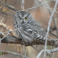 Western Screech Owl 7808 ( Otus kennicottii ) Western Screech Owl Photograph, Screech Owl Images, Ed