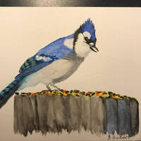 Custom Watercolor Bird or Owl  Paintings, 9" x 12" paintings!  Prices vary between Birds, 