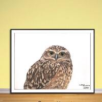 Owl Giclee fine art print, from hand drawn coloured pencil original,