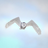 Snowy Owl in Flight Over Sand Dunes - Duxbury Beach, Massachusetts - Bird Photo Print - Free Shippin