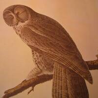 Audubon Great Grey Owl Color Plate oversized gift for birders, nature lovers framable bird print
