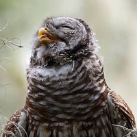 Laughing Baby Owl
