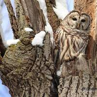 Owl Photography | Roosting Barred Owl | Raptor Decor | Nature Wall Art | Hospital Lobby Decor | Feat