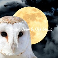Barn Owl Bird Modern Country Art Modern Cottage Chic Matted Picture USA A493