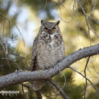 Great Horned Owl 7602 ( Bubo virgininaus ) Great Horned Owl Perched in a pine tree. Owl Images, Grea