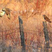 Short Eared Owl Print | Owl in Flight | Owl on Post | Unique Owl Home Office Décor | Farm Art