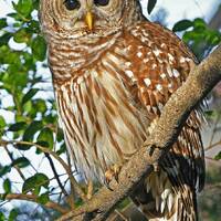 Barred Owl 5, Charlotte, North Carolina: archival print signed and matted