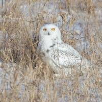 Snowy Owl art print, bird photography print, nature wall art, owl wall decor, white owl picture, pap