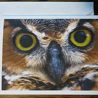 Great Horned Owl, Photo Note Card, Thinking of You, Thank You