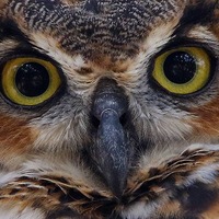 Nature Photography, Great Horned Owl, Print