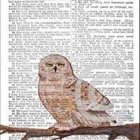 OWL Art Print&copy;   4x6 or 5x7 and 8x10 BIBLE Page S John 4 Necessity of Regeneration  Owl bird IN