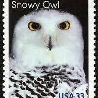 Five 5 Snowy owl 33c unused postage stamps // 33 cent stamps // Face value 1.65