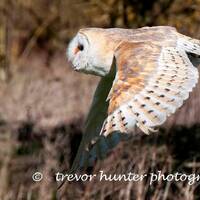 Barn Owl in flight | Picture of Barn Owl | Barn Owl Photo | Barn Owl Image |  | Wildlife Photography