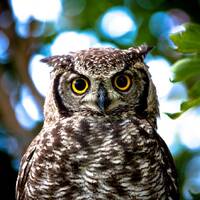 Spotted Eagle Owl | Digital download