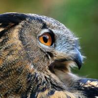 Spotted eagle owl - Montecasino Bird Gardens - Johannesburg |  digital download