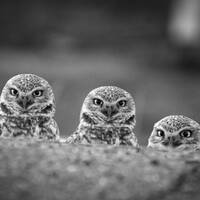 Black and White Wildlife Photography Print | Owl Print | Animal Wall Art | Bird Photography | Bird A