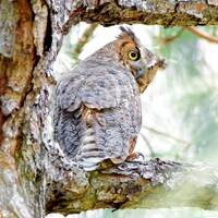 Great Horned Owl, Photograph, Print, Wildlife, Nature, Bird Art, Raptor Print, Pine Tree Branch, Pho
