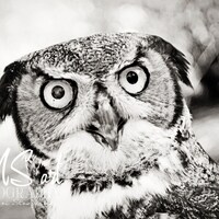 Rescue Owl Black and White