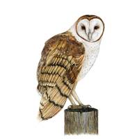Owls, Barn Owl