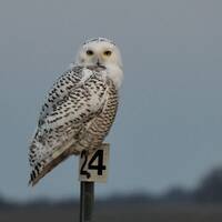 Posted DSC_6643_1294, Snowy Owl, Raptor, Nature Photography, Wildlife photo